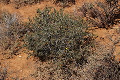 Osteospermum sinuatum sinuatum