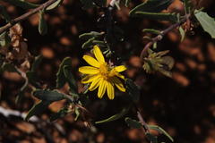 Osteospermum sinuatum sinuatum