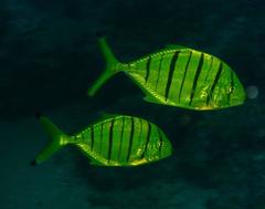 Gnathanodon speciosus
