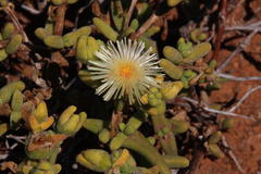 Mesembryanthemum nitidum