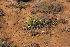 Mesembryanthemum nitidum