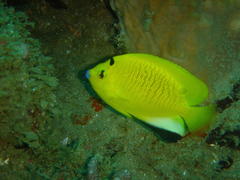 Apolemichthys trimaculatus