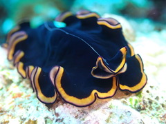 Pseudobiceros splendidus