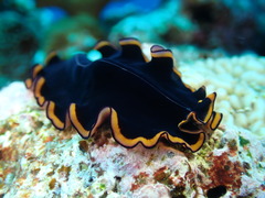 Pseudobiceros splendidus