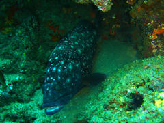 Epinephelus coeruleopunctatus