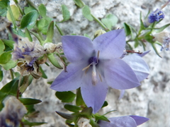 Campanula fragilis fragilis