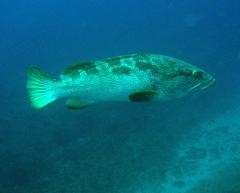 Epinephelidae