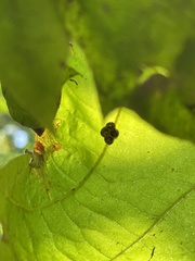 Mischocyttarus mexicanus