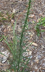 Liatris squarrosa