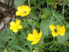 Ranunculus montanus