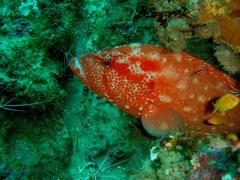 Cephalopholis sonnerati