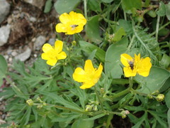 Ranunculus montanus