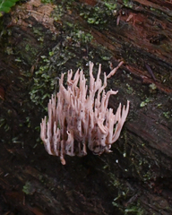 Ramaria rubella