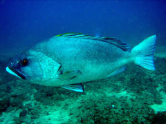 Epinephelus flavocaeruleus