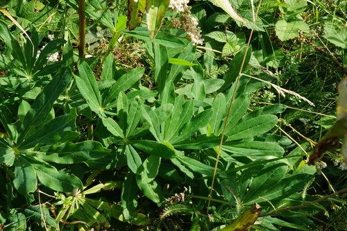 Lupinus polyphyllus