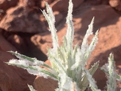 Dasyochloa pulchella