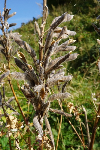 Lupinus polyphyllus