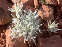 Dasyochloa pulchella