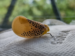 Poekilloptera phalaenoides