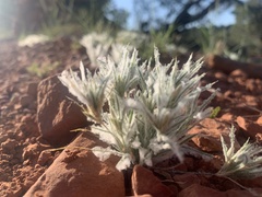 Dasyochloa pulchella