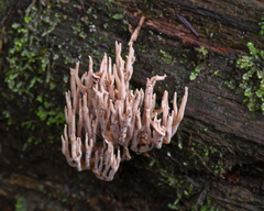 Ramaria rubella