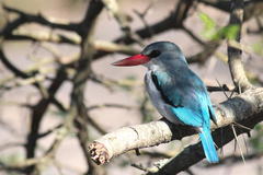 Halcyon senegaloides senegaloides