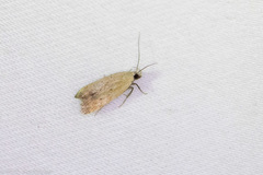 Anacampsis fullonella