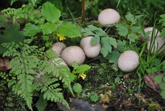 Impatiens quadriloba