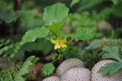 Impatiens quadriloba