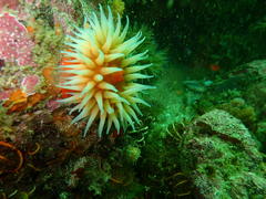 Pseudactinia flagellifera
