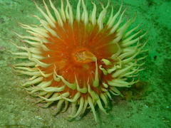 Pseudactinia flagellifera