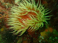 Pseudactinia flagellifera