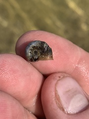 Planorbella oregonensis