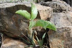 Cyphostemma bainesii