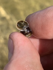 Planorbella oregonensis