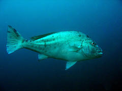 Plectorhinchus centurio