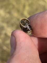 Planorbella oregonensis