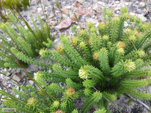 Campylostachys cernua (Campylostachys cernua)