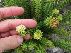 Campylostachys cernua