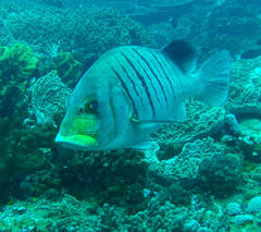 Plectorhinchus plagiodesmus