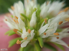 Campylostachys cernua