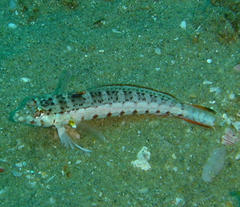 Parapercis punctulata