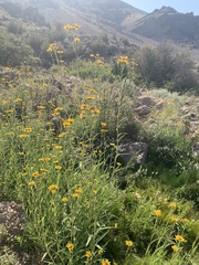 Helianthus nuttallii