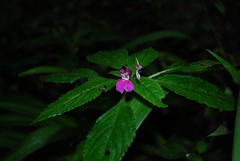 Impatiens rectirostrata