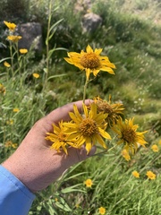 Helianthus nuttallii