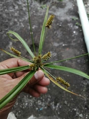 Cyperus ligularis
