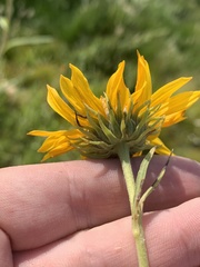 Helianthus nuttallii