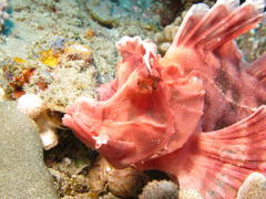 Rhinopias eschmeyeri