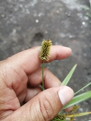 Cyperus ligularis