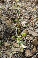Sesamum triphyllum triphyllum